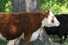 Research Reveals Value of Selecting Calm Cattle style=