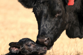 Increasing Fertility in Farm Animals style=