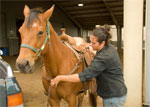 Student grooming a horse